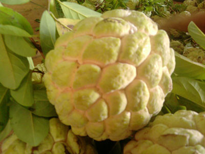 Rễ na: Cũng dùng để chữa sốt rét. Lấy 50g rễ na sắc uống với 30g rễ và lá cây ngâu rừng, 30g rễ xoan rừng. Ngoài ra, rễ na 30-50g thái nhỏ, rửa sạch, sao qua, sắc uống có tác dụng tẩy giun đũa.