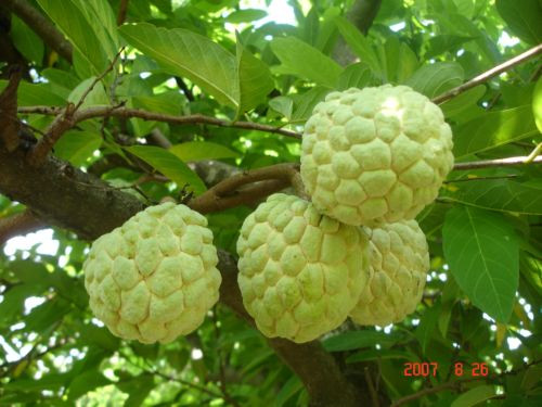 Na, hay còn gọi là mãng cầu ta, mãng cầu dai/giai, sa lê, phan lệ chi, có nguồn gốc ở vùng châu Mỹ nhiệt đới. Cây na cao cỡ 2- 5 m, lá mọc xen ở hai hàng, hoa xanh, quả tròn có nhiều múi (hoặc nhiều người quen gọi là mắt), thịt quả trắng. Hạt na màu đen, có vỏ cứng, chứa độc tố, có tính làm bỏng da và có thể trừ sâu bọ, chấy rận.