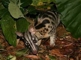 Cầy vằn ở vường quốc gia Cúc Phương. Cầy vằn ở vường quốc gia Cúc Phương.