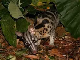 Cầy vằn ở vường quốc gia Cúc Phương.