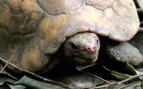 Rùa đá quý hiếm đang sinh sống tại rừng quốc gia cúc phương.