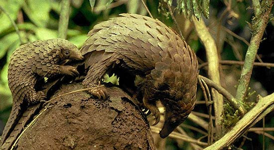 Tê tê tại vường quốc gia Cúc Phương. Tê tê tại vường quốc gia Cúc Phương.