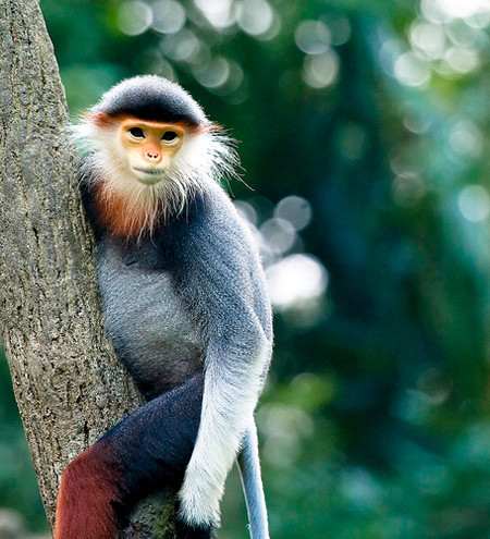 Linh trưởng quý hiếm tại vườn Quốc gia Cúc Phương. Linh trưởng quý hiếm tại vườn Quốc gia Cúc Phương.