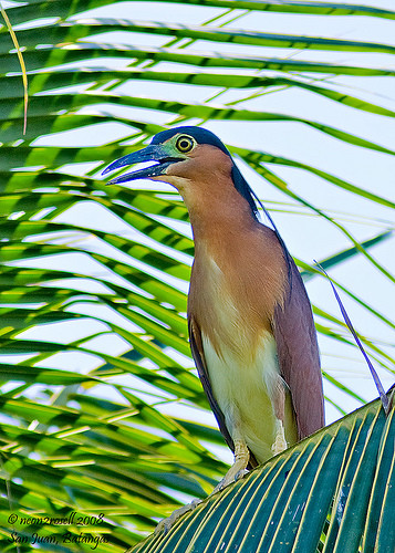 Loài chim Gorsachius melanolophus ở rừng Cúc Phương. Loài chim Gorsachius melanolophus ở rừng Cúc Phương.