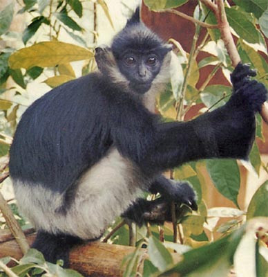 Voọc quần đùi trắng (Trachipythecus francoisi delacouri) là biểu tượng của rừng Cúc Phương. Voọc quần đùi trắng (Trachipythecus francoisi delacouri) là biểu tượng của rừng Cúc Phương.