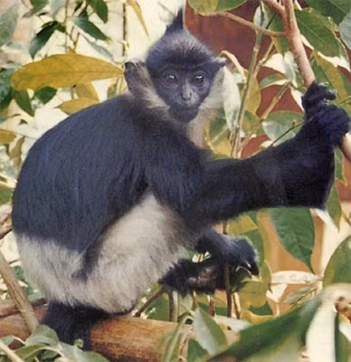 Voọc quần đùi trắng (Trachipythecus francoisi delacouri) là biểu tượng của rừng Cúc Phương.