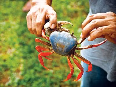 Cua ngon bổ nhưng khôngphải aiăn cũng tốt cho sức khỏe