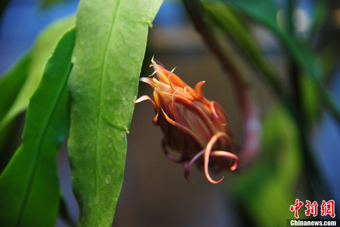 Thời điểm hé nụ cho đến khi nở bung của hoa quỳnh kéo dài trong vài tiếng. Thời điểm hé nụ cho đến khi nở bung của hoa quỳnh kéo dài trong vài tiếng.