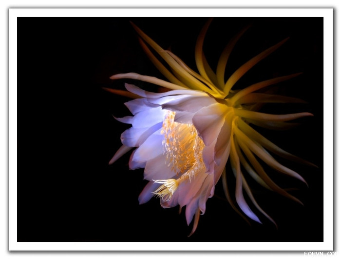 Loài hoa được mệnh danh là "nữ hoàng của bóng đêm" này là cây cảnh phổ biến ở Việt Nam. Loài hoa được mệnh danh là "nữ hoàng của bóng đêm" này là cây cảnh phổ biến ở Việt Nam.