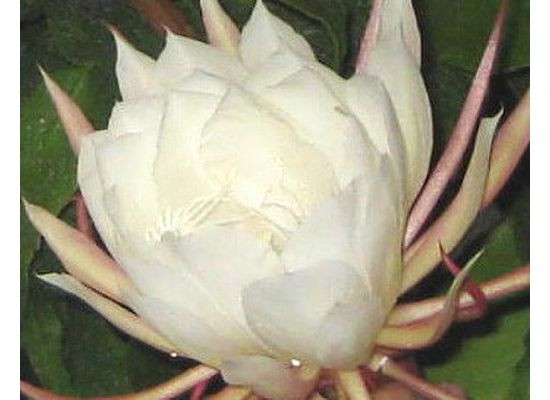 Hoa quỳnh thường đâm ra từ cạnh lá và đây cũng chính là thân cây. Hoa quỳnh thường đâm ra từ cạnh lá và đây cũng chính là thân cây.