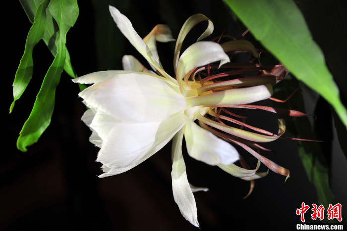 ...và hoa quỳnh cũng tượng trưng cho vẻ đẹp e ấp, dịu dàng và thanh khiết của thiếu nữ. ...và hoa quỳnh cũng tượng trưng cho vẻ đẹp e ấp, dịu dàng và thanh khiết của thiếu nữ.