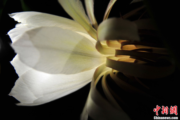 Cùng với đó là màu trắng tinh khôi và thanh khiết. Cùng với đó là màu trắng tinh khôi và thanh khiết.