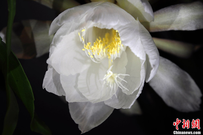 Ở Việt Nam hoa quỳnh đặc trưng cho những gì đẹp đẽ nhưng ngắn ngủi ... Ở Việt Nam hoa quỳnh đặc trưng cho những gì đẹp đẽ nhưng ngắn ngủi ...