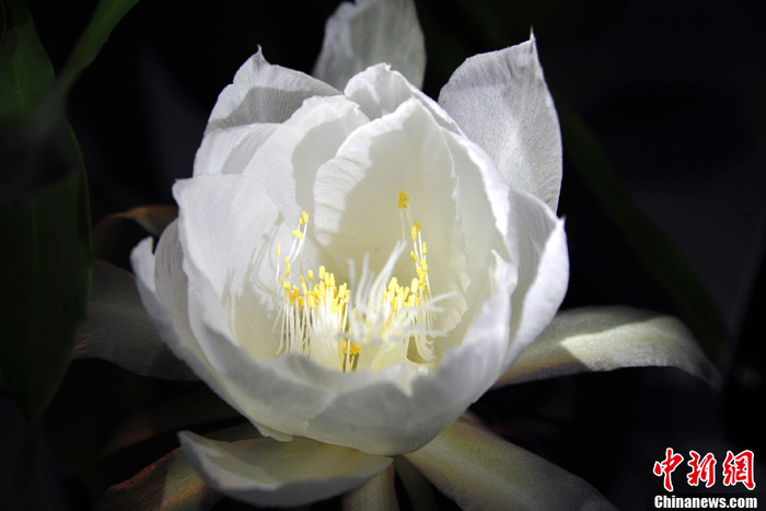 Hoa quỳnh có mùi hương nhẹ nhàng... Hoa quỳnh có mùi hương nhẹ nhàng...