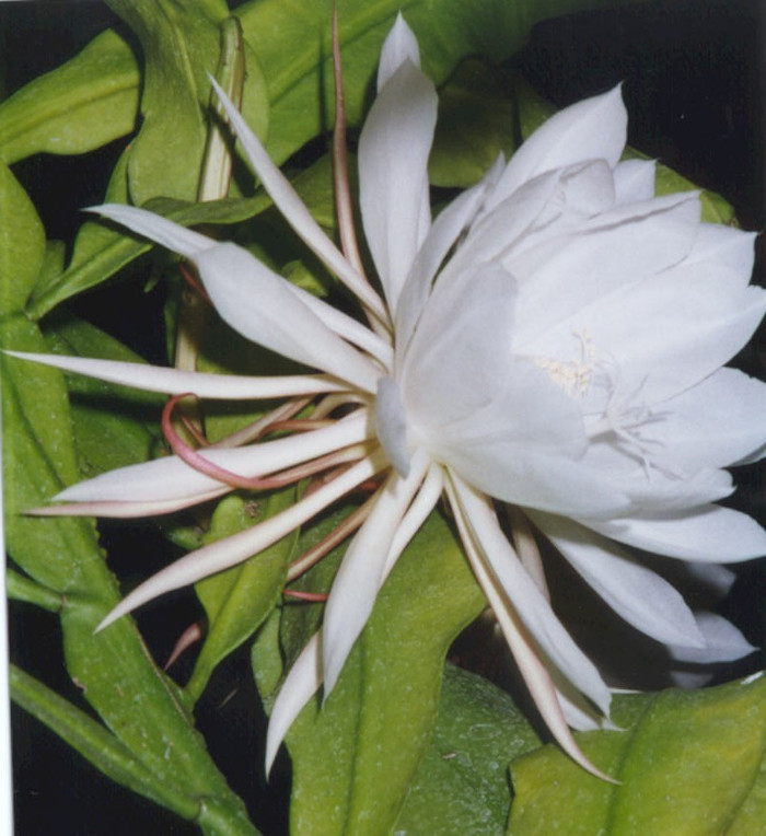 Hoa Quỳnh chỉ nở trong vòng một đến hai tiếng vào ban đêm rồi tàn. Hoa Quỳnh chỉ nở trong vòng một đến hai tiếng vào ban đêm rồi tàn.