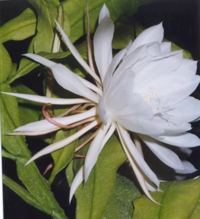 Hoa Quỳnh chỉ nở trong vòng một đến hai tiếng vào ban đêm rồi tàn.