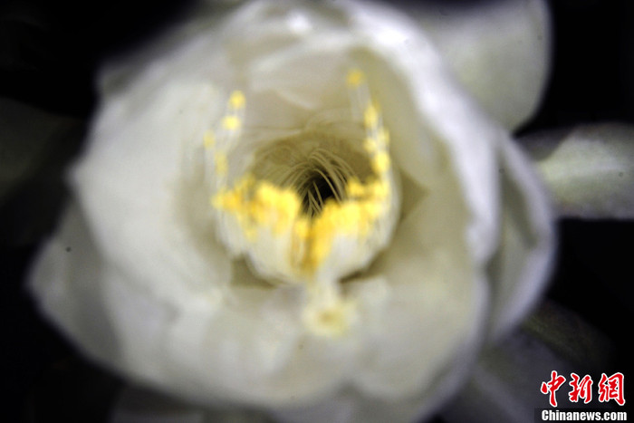 Nhụy hoa quỳnh có mày vàng gần giống với nhụy sen. Nhụy hoa quỳnh có mày vàng gần giống với nhụy sen.