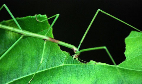 Sâu ăn lá hay là thân cây? Sâu ăn lá hay là thân cây?