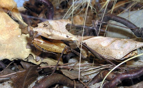 Bọ ngựa lá mục. Bọ ngựa lá mục.