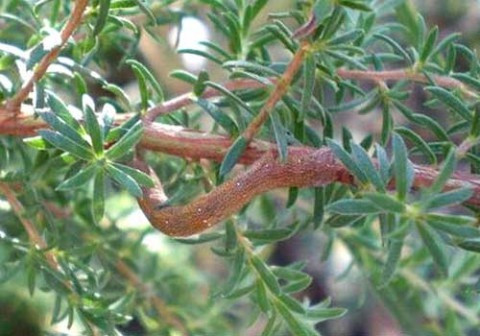 Con sâu này đang ngụy trang vào thân cây. Con sâu này đang ngụy trang vào thân cây.