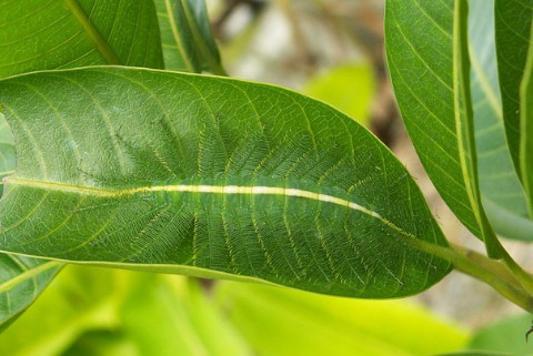 Sâu bướm ngụy trang Sâu bướm ngụy trang