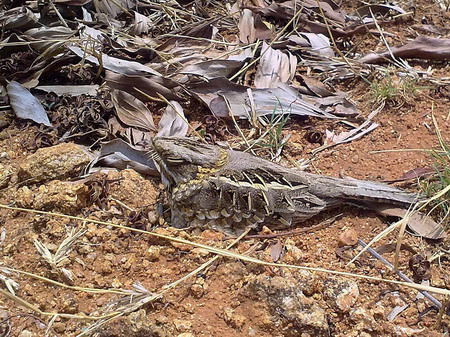 Ít người biết rằng các loài chim cũng có khả năng ngụy trang thật tài tình, cú muỗi lưng xám là một ví dụ. Ít người biết rằng các loài chim cũng có khả năng ngụy trang thật tài tình, cú muỗi lưng xám là một ví dụ.
