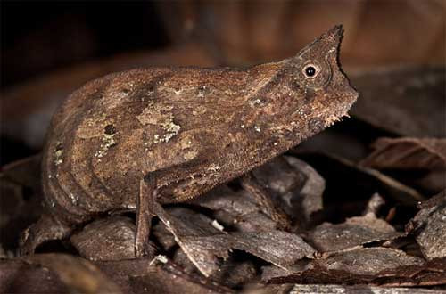 Tắc kè hoa ẩn mình trong đống lá Tắc kè hoa ẩn mình trong đống lá