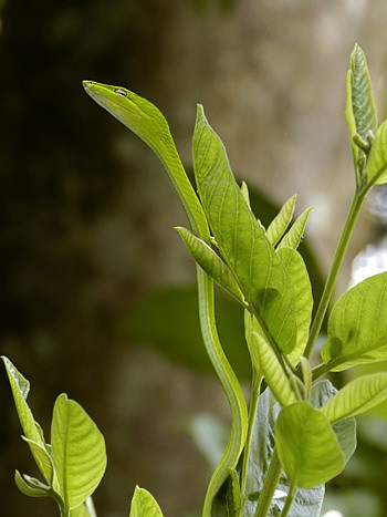 Có thể bạn sẽ ngắt búp ổi vì không biết đó là đầu của một con rắn đang ngụy trang. Có thể bạn sẽ ngắt búp ổi vì không biết đó là đầu của một con rắn đang ngụy trang.