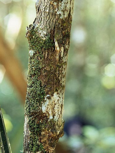 Có một con tắc kè trên thân cây này, nhưng bạn có thể xác định được vị trí của nó không? Có một con tắc kè trên thân cây này, nhưng bạn có thể xác định được vị trí của nó không?