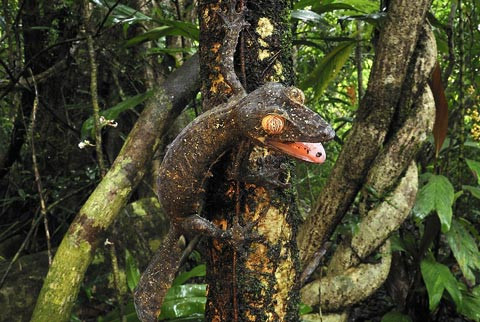 Tắc kè nhìn như một thân cây. Tắc kè nhìn như một thân cây.