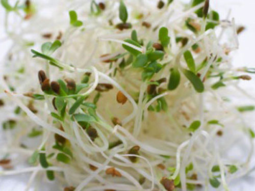 6. Rau mầm: Mặc dù là thực phẩm siêu sạch nhưng rau mầm cũng dễ bị nhiễm khuẩn. Hạt giống bị nhiễm thuốc bảo vệ thực vật, nguồn nước tưới rau không sạch và khí hậu nóng ẩm của Việt Nam là môi trường thuận lợi cho vi khuẩn sinh sôi nảy nở.