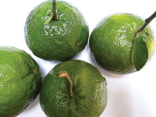 Cam - Ảnh: Minh Khôi