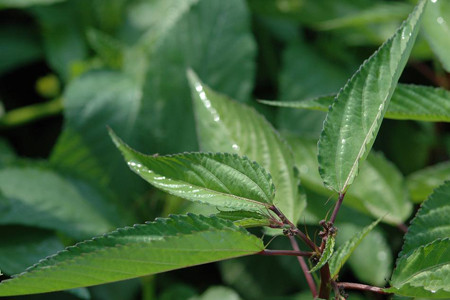 Rau đay vốn ít sâu bệnh nên khá an toàn cho người tiêu dùng. Rau đay vốn ít sâu bệnh nên khá an toàn cho người tiêu dùng.