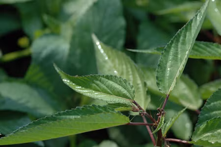 Rau đay vốn ít sâu bệnh nên khá an toàn cho người tiêu dùng.