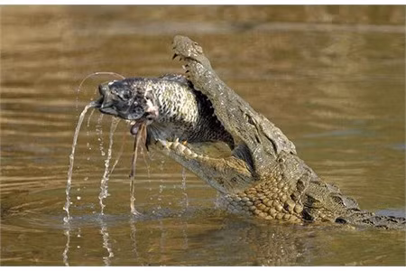 Những khi đói, những động vật nhỏ bé cũng là nạn nhân của cá sâu.