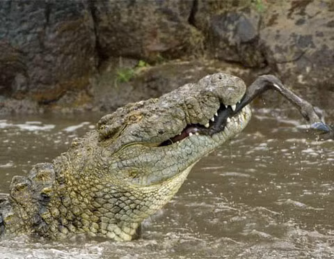 Cũng giống như ngựa vằn, linh dương thường xuyên là nạn nhân của cá sấu.