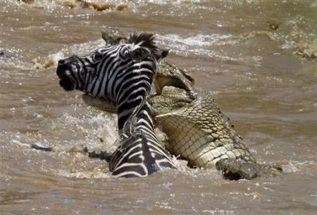 Khi bắt được con mồi, nhất là khi cắn được vào đầu, cá sấu thường xoay người và vặn gãy cổ con mồi như thế này.