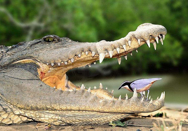 Và bắt được không ít con mồi khờ dại. Và bắt được không ít con mồi khờ dại.