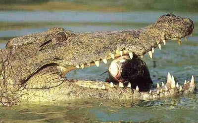 ... thì con mồi đó khó thoát khỏi hàm rằng "tử thần". ... thì con mồi đó khó thoát khỏi hàm rằng "tử thần".