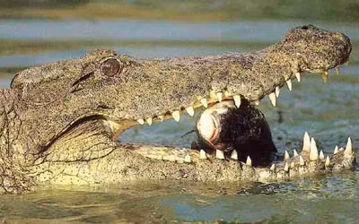 ... thì con mồi đó khó thoát khỏi hàm rằng "tử thần".