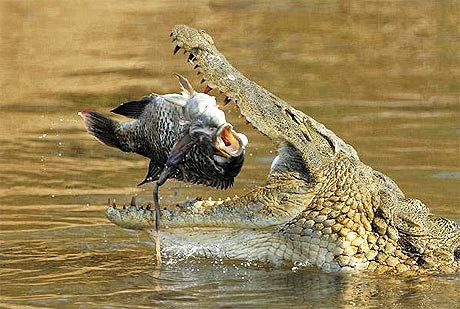 Khi đã xác định được con mồi ... Khi đã xác định được con mồi ...