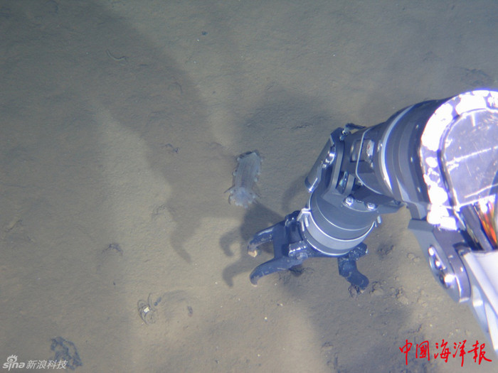 Tàu lặn Giao Long thu nhặt hải sâm. Tàu lặn Giao Long thu nhặt hải sâm.