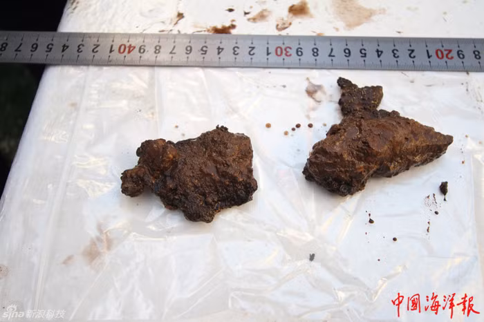 Mẫu vật thu được từ đáy biển.