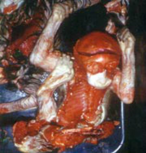 Hình ảnh thê lương của con voọc bị người ta chẻ sọ, rạch bụng lấy bào thai, lột da đem ngâm rượu.