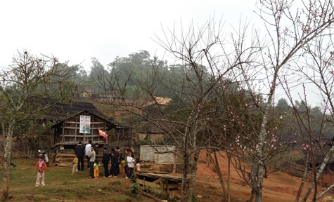Đào nở sớm mang sắc xuân đến sớm với bà con đồng bào H'Mông miền tây xứ Nghệ (ảnh Xuân Hòa) Đào nở sớm mang sắc xuân đến sớm với bà con đồng bào H'Mông miền tây xứ Nghệ (ảnh Xuân Hòa)
