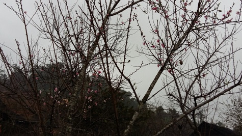 Những cây đào đá (đào mốc) với những bông hoa đỏ thắm cũng đã khoe sắc khắp mọi nơi ở vùng viễn biên Xứ Nghệ (ảnh Xuân Hòa) Những cây đào đá (đào mốc) với những bông hoa đỏ thắm cũng đã khoe sắc khắp mọi nơi ở vùng viễn biên Xứ Nghệ (ảnh Xuân Hòa)