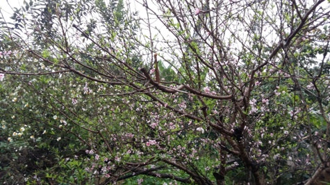 Đào phai đã nở rộ tô thêm sắc xuân sớm cho vùng rẻo cao nơi đồng bào H'Mông sinh sống (ảnh Xuân Hòa) Đào phai đã nở rộ tô thêm sắc xuân sớm cho vùng rẻo cao nơi đồng bào H'Mông sinh sống (ảnh Xuân Hòa)