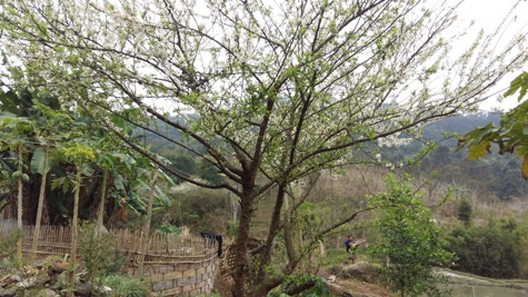 Từng cụm hoa mơ nở trắng xóa như một áng mấy trời nơi vùng viễn biên Xứ Nghệ (ảnh Xuân Hòa) Từng cụm hoa mơ nở trắng xóa như một áng mấy trời nơi vùng viễn biên Xứ Nghệ (ảnh Xuân Hòa)