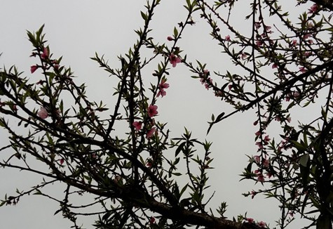 Tuy nhiên, theo các lái buôn, năm nay do thời tiết ấm hơn các năm trước nên hoa đào nở sớm. Vì vậy khó mua được những cành đào rừng nở đúng dịp tết (ảnh Xuân Hòa) Tuy nhiên, theo các lái buôn, năm nay do thời tiết ấm hơn các năm trước nên hoa đào nở sớm. Vì vậy khó mua được những cành đào rừng nở đúng dịp tết (ảnh Xuân Hòa)