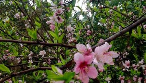 Những cánh đào rừng đã khoe sắc khắp núi rừng trên rẻo cao của đồng bào dân tộc H'Mông miền tây Xứ Nghệ (ảnh Xuân Hòa) Những cánh đào rừng đã khoe sắc khắp núi rừng trên rẻo cao của đồng bào dân tộc H'Mông miền tây Xứ Nghệ (ảnh Xuân Hòa)